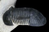 Odontochile Trilobite With Paralejurus - Morocco #178105-10
